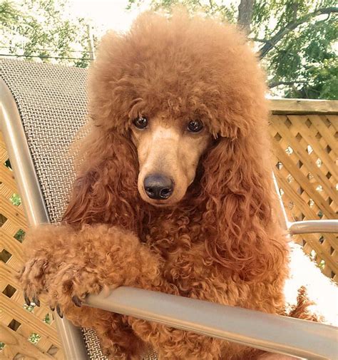 area: Kendallville, Indiana [United States] category: Dogs and Puppies, <strong>Poodle</strong>. . Poodles for sale in nc